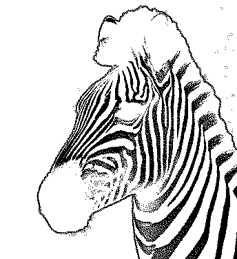 zebra03